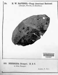 Dendrina diospyri image